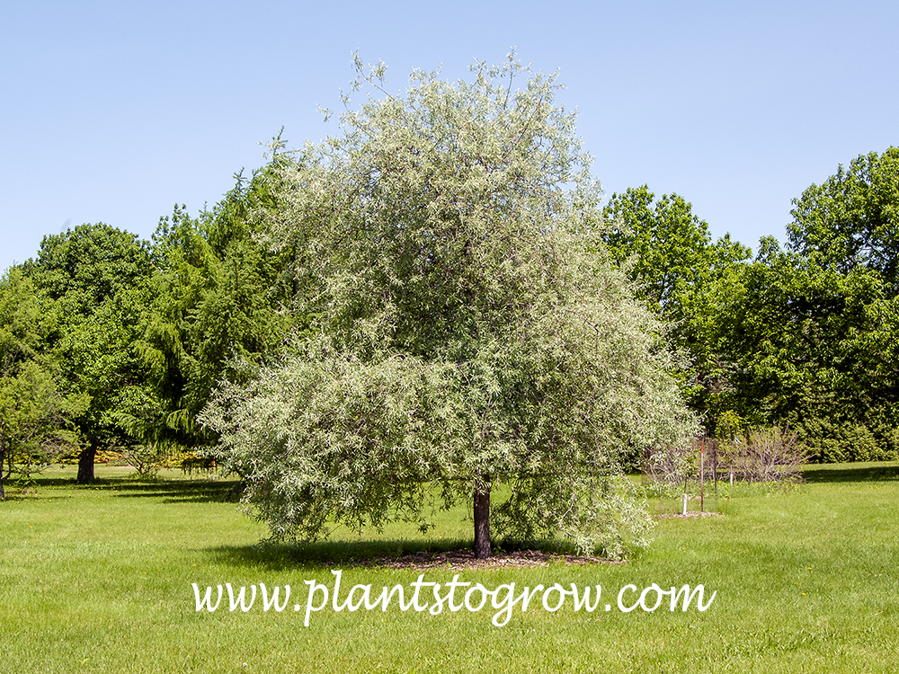 Silver Frost Weeping Willowleaf Pear (Pyrus)